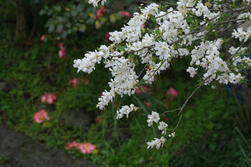 庭に咲く白いリキュウバイの花