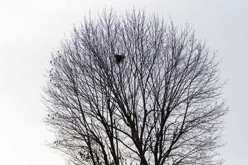 The nest, a temple of waiting. Its thin walls collect the heat of the sun, while the wind whispers stories of distant horizons.
