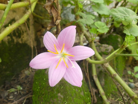 pink zephyranthes rain lily HD closeup stock photo