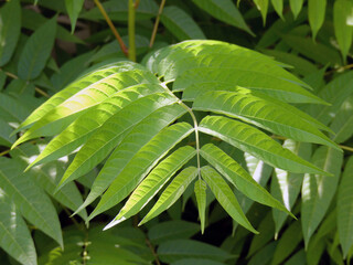 beautiful fresh curry green leaves HD closeup stock photo