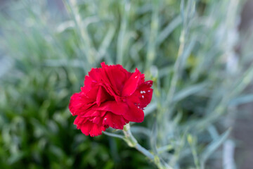 Cravo vermelho que simboliza os 50 anos do 25 de Abril e o fim da ditadura