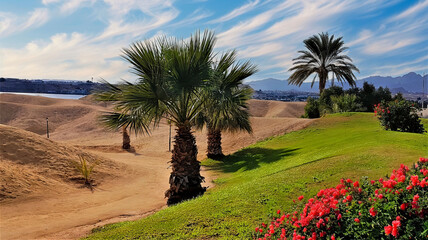 Serene Sharm el Sheikh Landscape with Palms and Resort Background