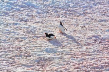 Gentoo penguin in Antarctica against the background of the landscape © robnaw