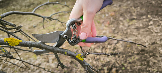 Gardener cutting trimming tree bush apple tree branches farming spring working outdoors ecological...