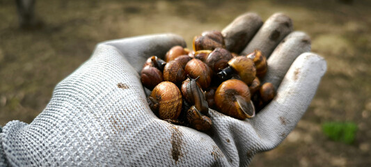 snail farm closeup gardening mollusk animal nature ecology greenery spring summer