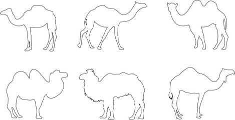 Adobe Illustrator Artwork camel desert animal vector design sketch illustration with hump - obrazy, fototapety, plakaty