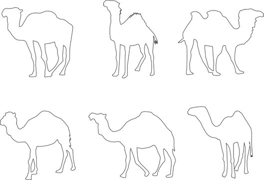Adobe Illustrator Artwork camel desert animal vector design sketch illustration with hump