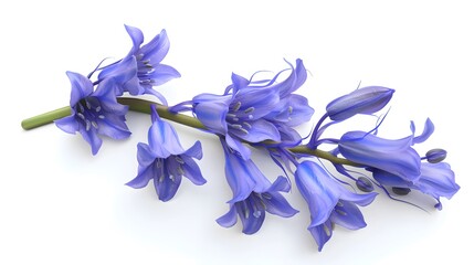 Bluebell flowers isolated on white background. 3D illustration. Studio shot.