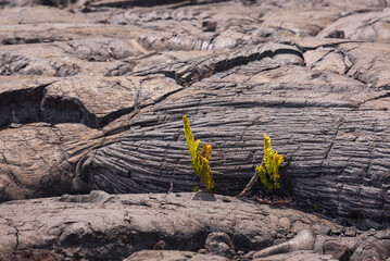 lava mauna loa