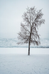 Lone tree in snow.  Osoyoos waterfront in winter.  British Columbia.