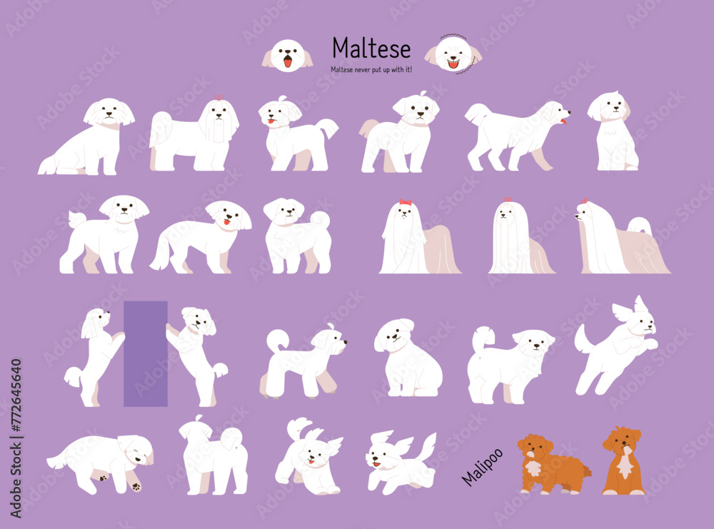 Poster a collection of various maltese actions and poses. flat vector illustration.