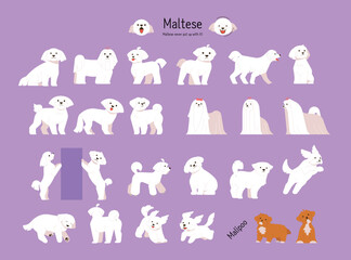 A collection of various Maltese actions and poses. flat vector illustration. - 772645640