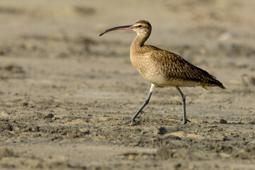 Hudsonian Whimbrel Walking on Rosarito Beach in Baja California, 2024