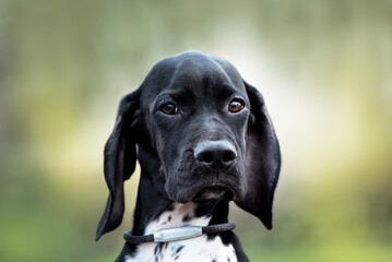 Portrait of a cute puppy with a black head of the English pointer breed on a field background. A walk with a dog. Hunting dogs.