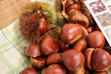 クリ料理を作るため収穫した山盛りの栗の実、秋の味覚