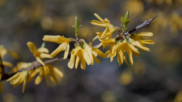 Forsythia in bloom in spring, Genthin, Germany, Europe