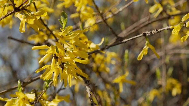 Forsythia in bloom in spring, Genthin, Germany, Europe