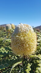 Banksia at the beach, Australia