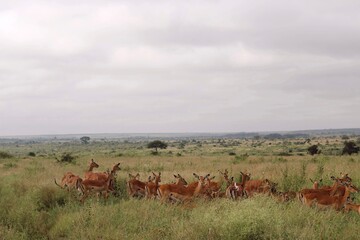 herd of deer