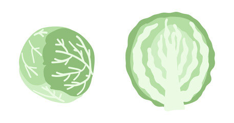 Green cabbage. Hand drawing vegetables isolated on white. Cartoon kids drawn vector illustration 