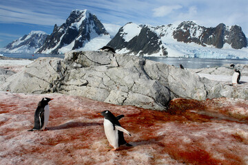 Gentoo penguin in Antarctica against the background of the landscape