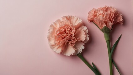 top view of carnation on pink for mothers day with text copyspace
