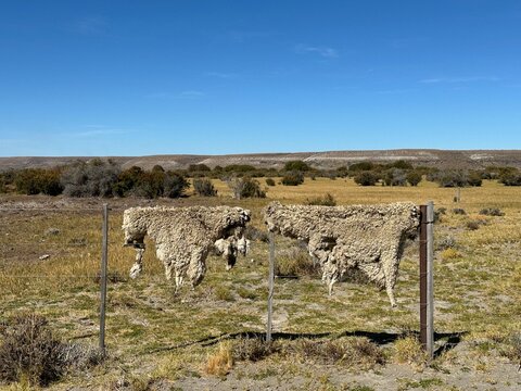 Cuera de oveja secando en cerco de campo patagonico 