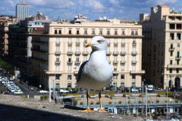 ヨーロッパセグロカモメ　イタリア　ナポリ