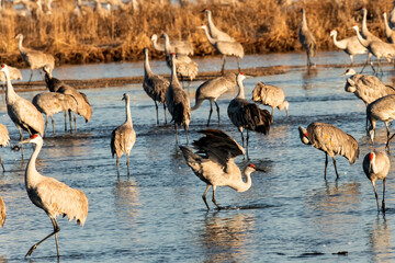 Sandhill cranes (Grus canadensis) in Platte River dancing;  Crane Trust;  Nebraska - 772653408