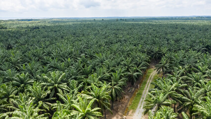 Aerial view of palm oil plantation At Sandakan Sabah, Borneo. Aerial view © Yusnizam Yusof