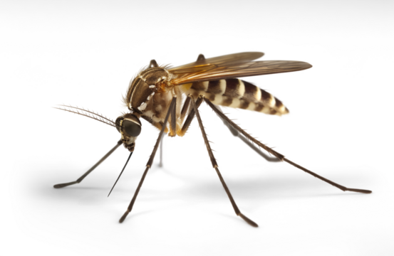 Mosquito on isolated background