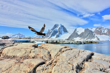 View of Antarctica with a Skua bird