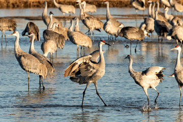 Sandhill cranes (Grus canadensis) in Platte River dancing;  Crane Trust;  Nebraska - 772653808