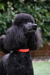 black poodle dog
