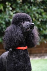 black poodle dog