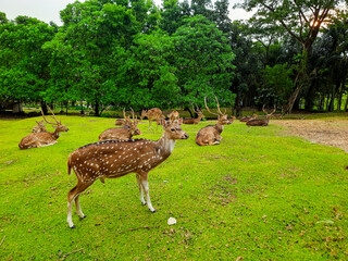 the activities of deer and their herds in a deer conservation area in a yard full of grass