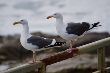 seagulls on the pier