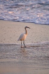 bird on beach