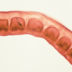 Schistosoma japonicum is a parasite that causes human schistosomiasis, and is mainly prevalent in...