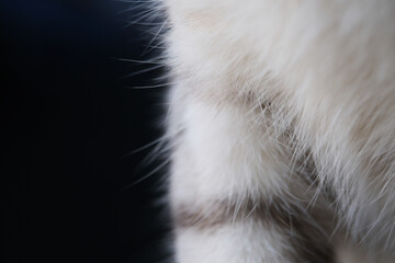 Close up shot of stray cat