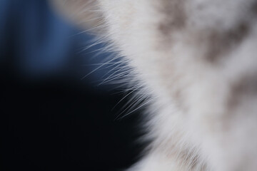Close up shot of stray cat