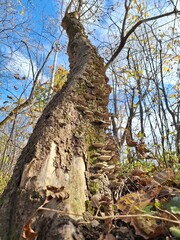 Wild mushrooms growing on a dead trunk in a forest