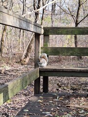 Squirrel on a wooden footbridge in a public park