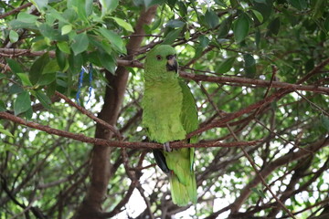 ハシグロボウシインコ　ニカラグア　コリント