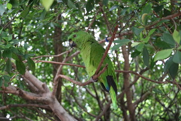 ハシグロボウシインコ　ニカラグア　コリント