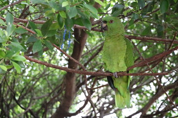 ハシグロボウシインコ　ニカラグア　コリント
