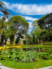 Serene Green Park with Water Lilies and Tropical Trees in Jakarta