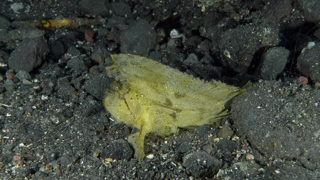  A yellow scorpion fish sits on the rocky bottom of a tropical sea and sways from side to side. Leaf scorpionfish (Taenianotus triacanthus) 10 cm. Extremely variable in color.