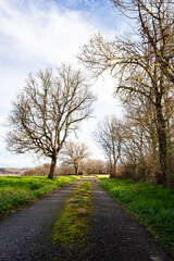 Trees in sunlight during winter