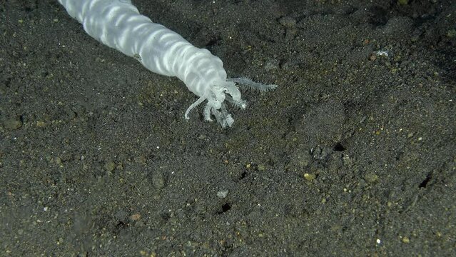 A white sea cucumber crawls along the black bottom of a tropical sea, collecting food from the surface with its tentacles and sending it into its mouth.